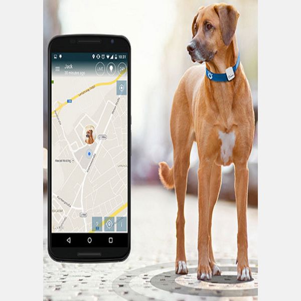 Collare GPS per animali antifurto e sicurezza